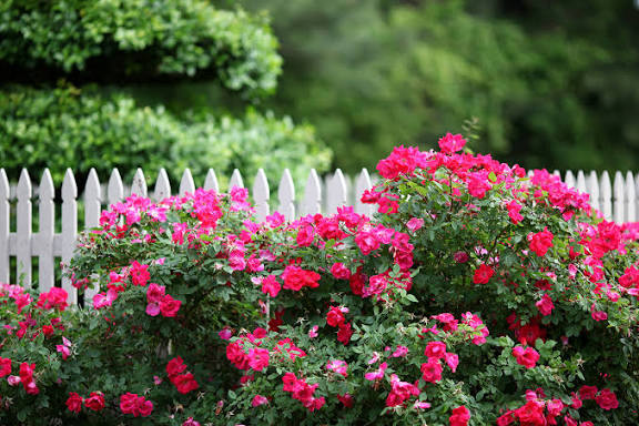 How to Prune Roses