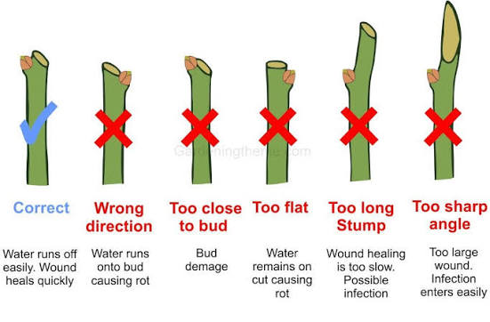 How to Prune Roses
